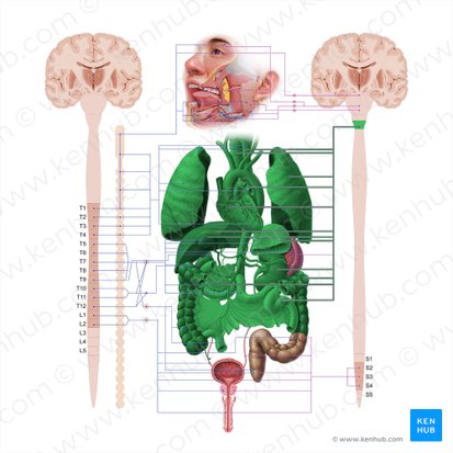 Vagus nerve (Nervus vagus); Image: Paul Kim