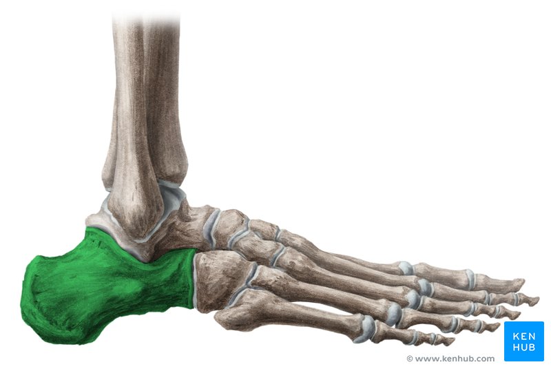Calcaneus - lateral-right view