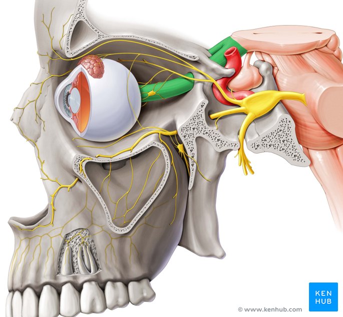 Complexity of Anatomy