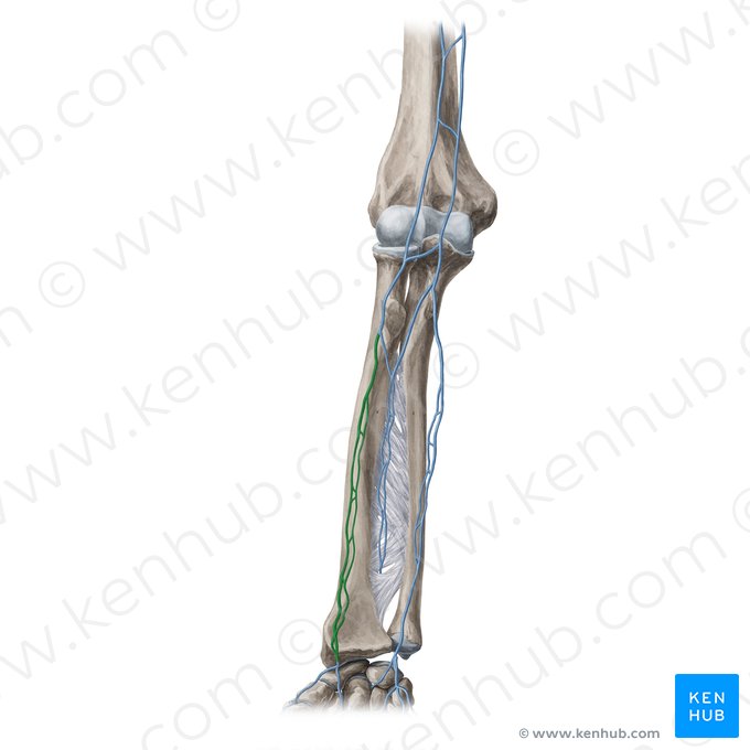 Radial veins (Venae radiales); Image: Yousun Koh