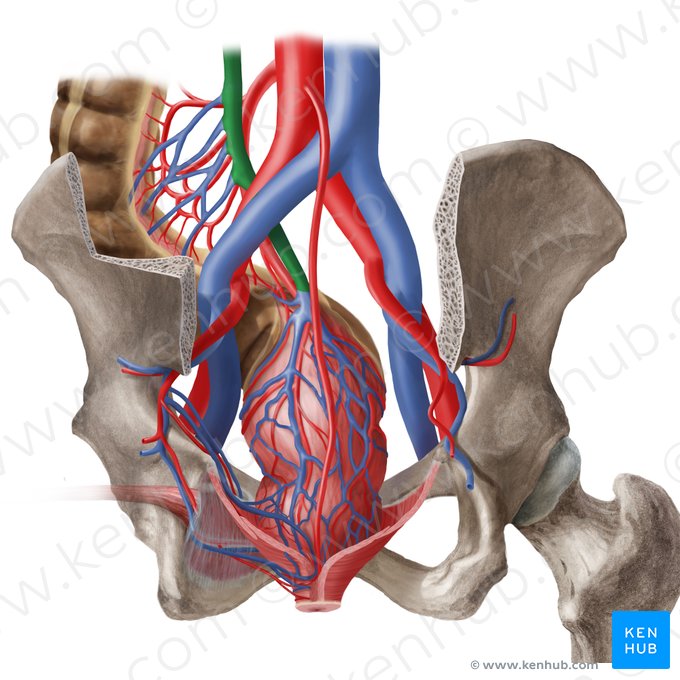 Vena mesenterica inferior (Untere Eingeweidevene); Bild: Begoña Rodriguez