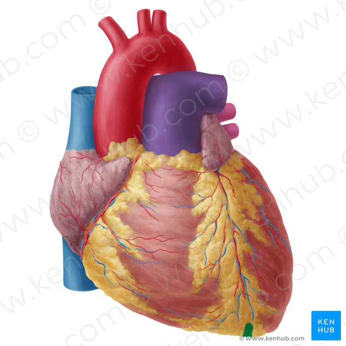 Notch of cardiac apex (Incisura apicis cordis); Image: Yousun Koh