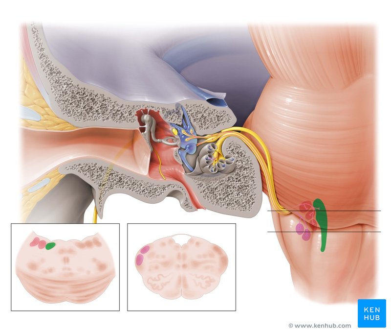 Medial vestibular nucleus - ventral view