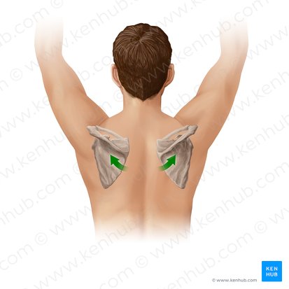 Upward rotation of scapula (Rotatio superior scapulae); Image: Paul Kim