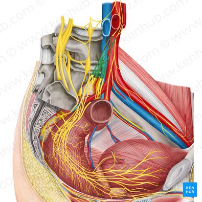 Superior hypogastric plexus (Plexus hypogastricus superior); Image: Irina Münstermann