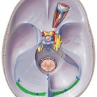 Transverse sinus