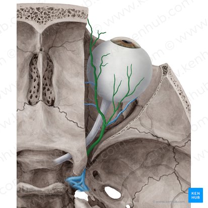 Superior ophthalmic vein (Vena ophthalmica superior); Image: Yousun Koh