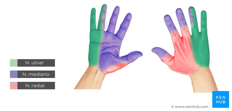 Un diagrama que muestra la inervación de la piel de la mano.