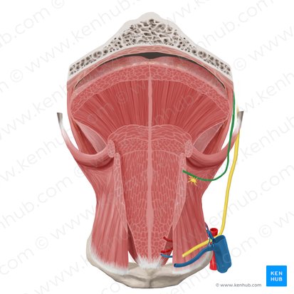 Lingual nerve (Nervus lingualis); Image: Begoña Rodriguez