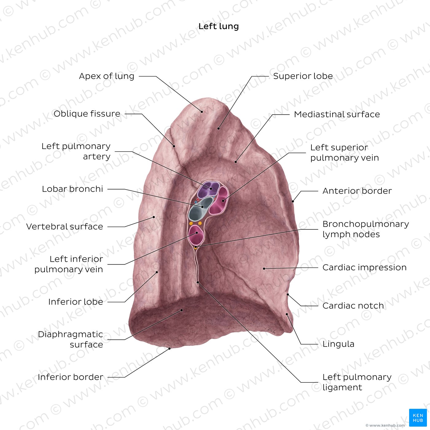 Overview of the medial surface of the left lung