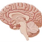 Overview of the diencephalon