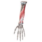 Tiefe Flexoren des Unterarms