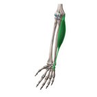 Músculo flexor ulnar do carpo