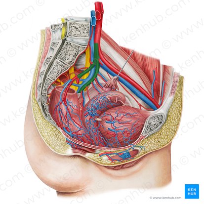 Arteria iliaca interna sinistra (Linke innere Beckenarterie); Bild: Irina Münstermann