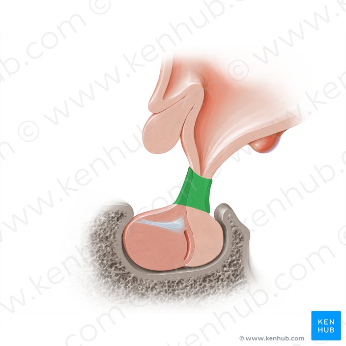 Infundíbulo da hipófise (Infundibulum glandulae pituitariae); Imagem: Paul Kim