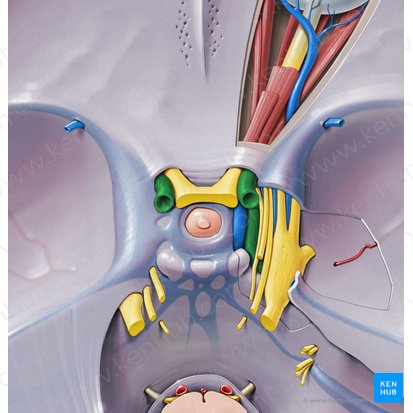 Internal carotid artery (Arteria carotis interna); Image: Paul Kim