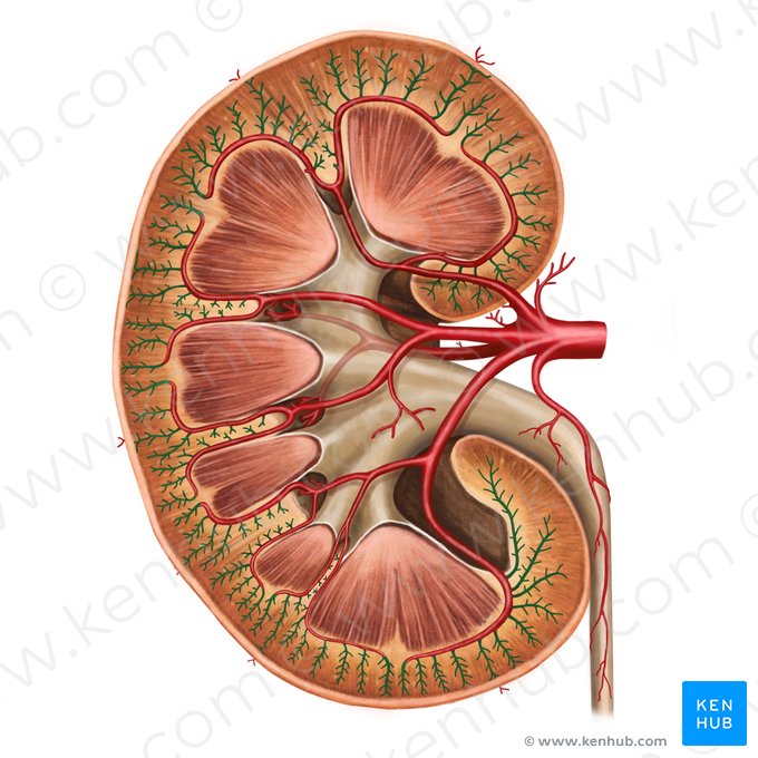 Interlobular arteries of kidney (Arteriae interlobulares renis); Image: Irina Münstermann