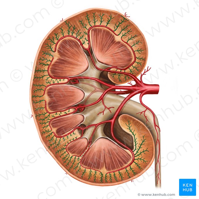 Arterias interlobulillares del riñón (Arteriae interlobulares renis); Imagen: Irina Münstermann