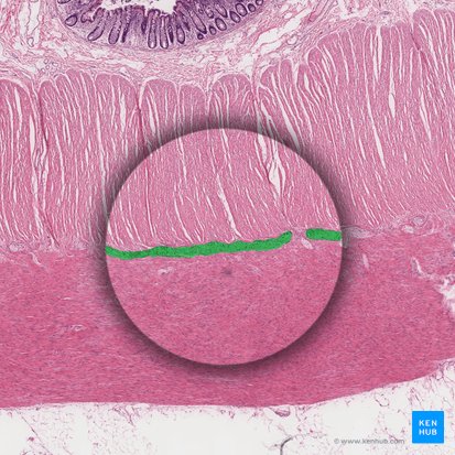 Myenteric plexus (of Auerbach) (Plexus myentericus); Image: 