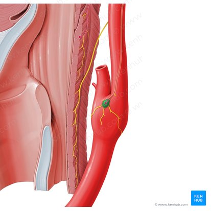 Carotid body (Glomus caroticum); Image: Paul Kim