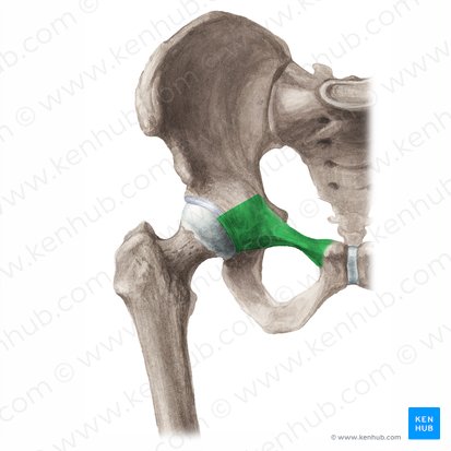 Branche supérieure du pubis (Ramus superior ossis pubis); Image : Liene Znotina