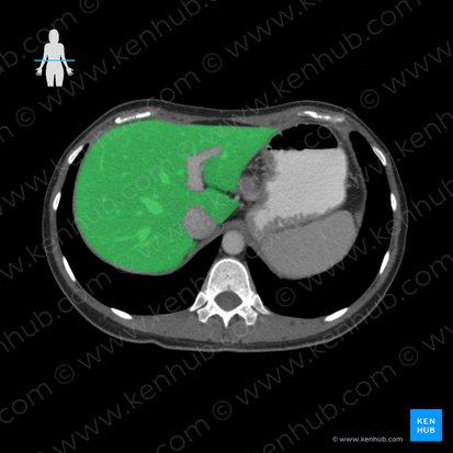 Liver (Hepar); Image: 