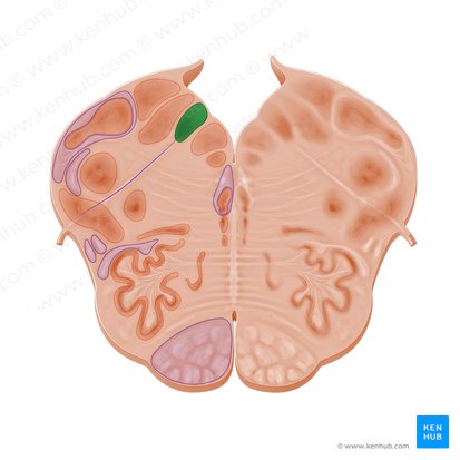 Núcleo posterior del nervio vago (Nucleus posterior nervi vagi); Imagen: Paul Kim