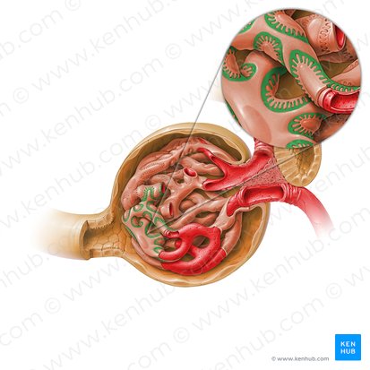 Pedicelos de un podocito (Cytopodia podocytii); Imagen: Paul Kim
