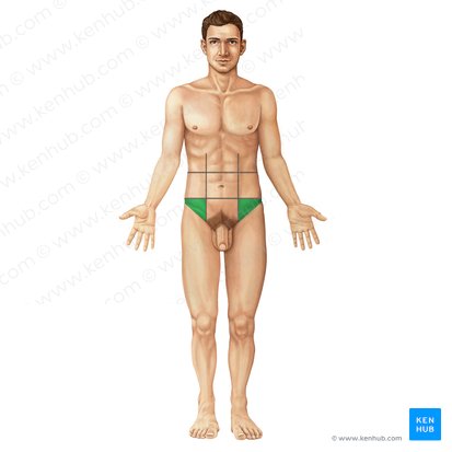 Inguinal region (Regio inguinalis); Image: Irina Münstermann