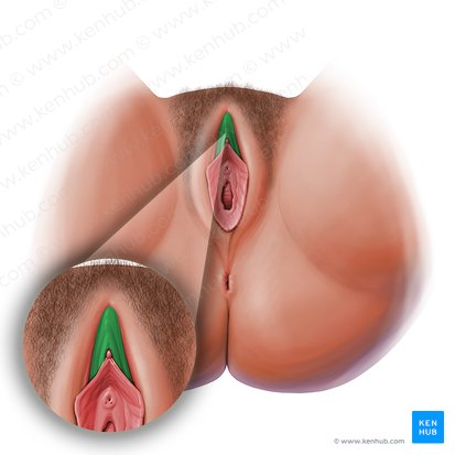 Prepuce of clitoris (Preputium clitoridis); Image: Paul Kim