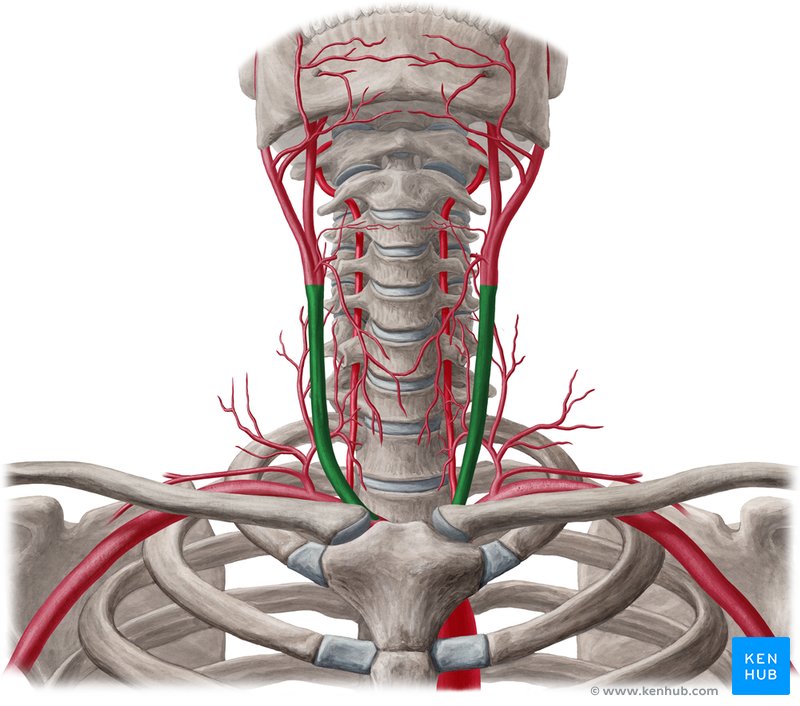 Arteria carotis communis Anatomie, Verlauf und Äste Kenhub