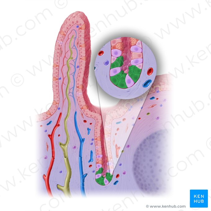 Célula de Paneth (Cellula panethensis); Imagem: Paul Kim