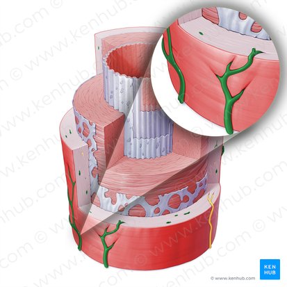 Vasa vasorum de la arteria (Vasa vasorum arteriae); Imagen: Paul Kim