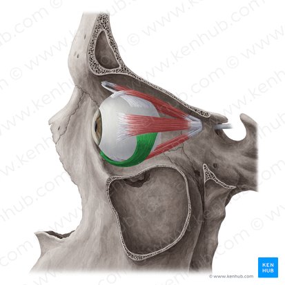 Músculo oblicuo inferior (Musculus obliquus inferior); Imagen: Yousun Koh