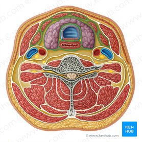 Lámina media de la fascia cervical profunda (Lamina media fasciae cervicalis profundae); Imagen: Irina Münstermann