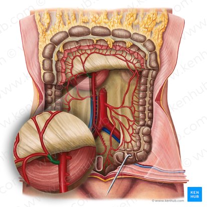 Middle colic artery (Arteria colica media); Image: Irina Münstermann