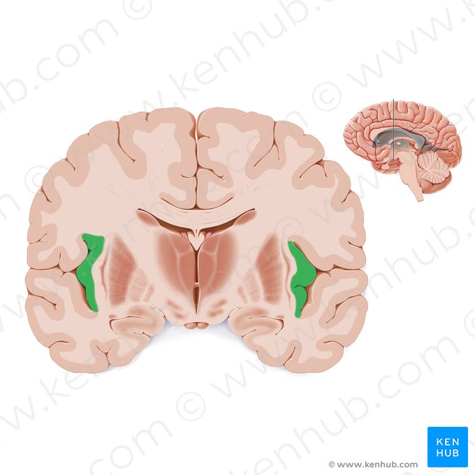 Lobo insular (Insula); Imagem: Paul Kim