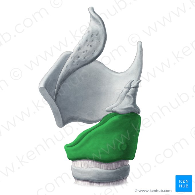 Cartilagem cricóidea (Cartilago cricoidea); Imagem: Yousun Koh