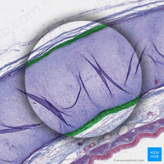 Pericondrio (Perichondrium); Imagen: 