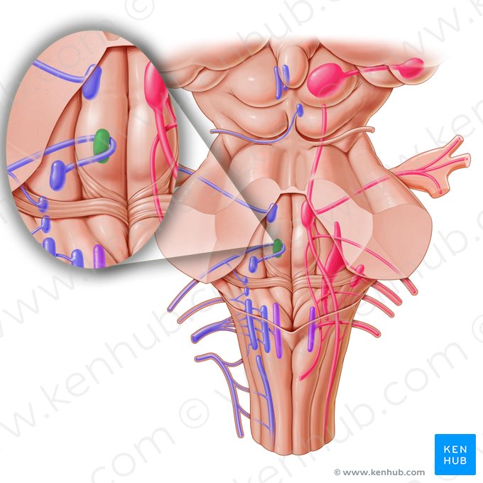 Núcleo del nervio abducens (Nucleus nervi abducentis); Imagen: Paul Kim