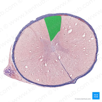 Posterior funiculus of spinal cord (Funiculus posterior medullae spinalis); Image: 