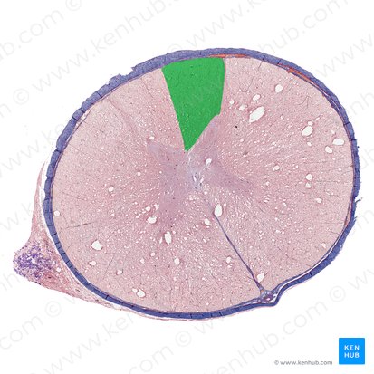 Cordón posterior de la medula espinal (Funiculus posterior medullae spinalis); Imagen: 