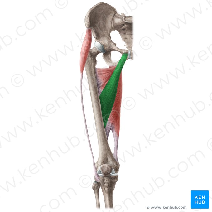 Muscle long adducteur (Musculus adductor longus); Image : Liene Znotina