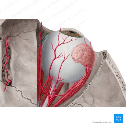 Supratrochlear artery (Arteria supratrochlearis); Image: Yousun Koh