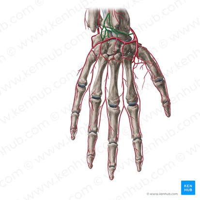 Dorsal radiocarpal anastomosis (Rete radiocarpale dorsale); Image: Yousun Koh