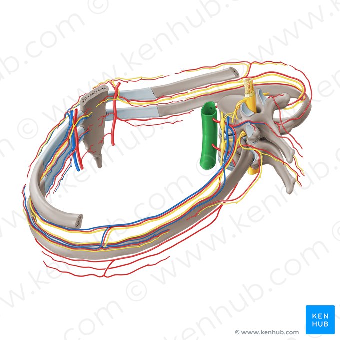 Descending thoracic aorta (Aorta thoracica descendens); Image: Paul Kim