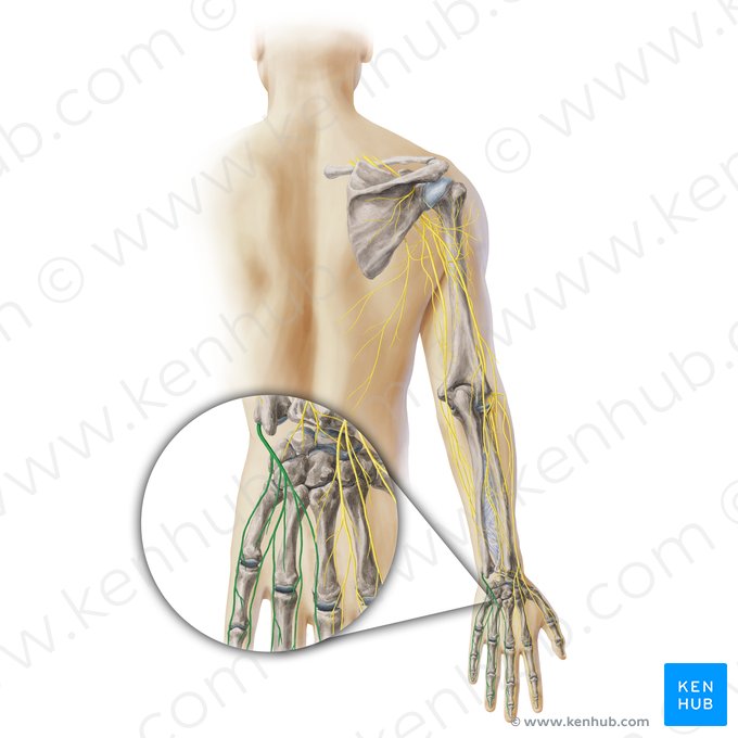 Ramos digitais do nervo ulnar (Rami digitales nervi ulnaris); Imagem: Paul Kim