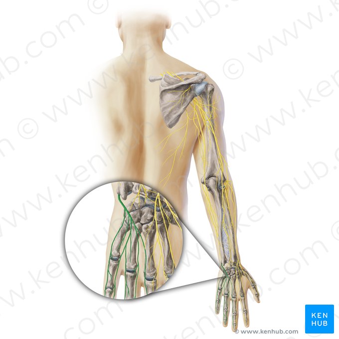 Digital branches of ulnar nerve (Rami digitales nervi ulnaris); Image: Paul Kim