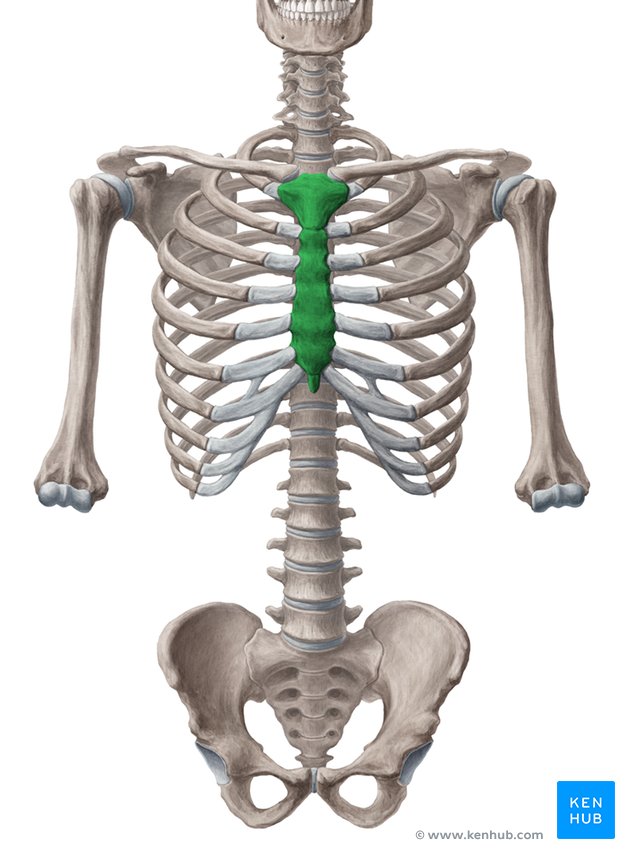 Sternum Anatomy, parts, pain and diagram Kenhub
