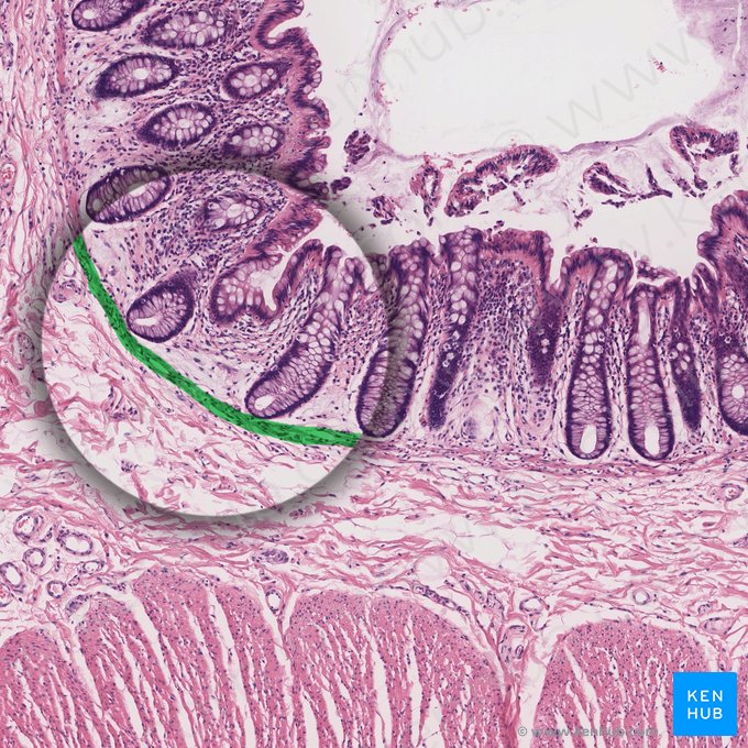 Lamina muscularis mucosae (Tunica muscularis mucosae); Bild: 